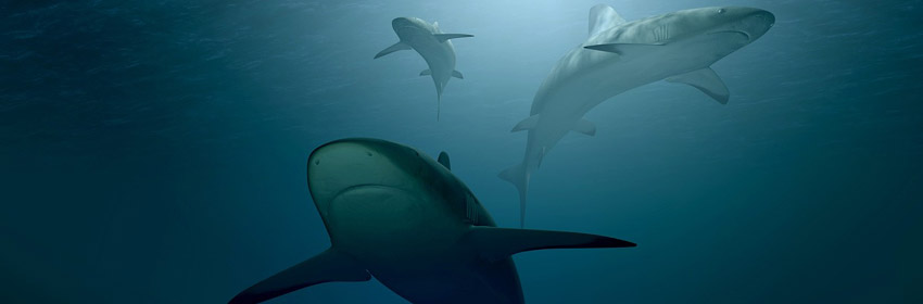 marine life conservation - sharks swimming